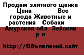 Продам элитного щенка › Цена ­ 30 000 - Все города Животные и растения » Собаки   . Амурская обл.,Зейский р-н